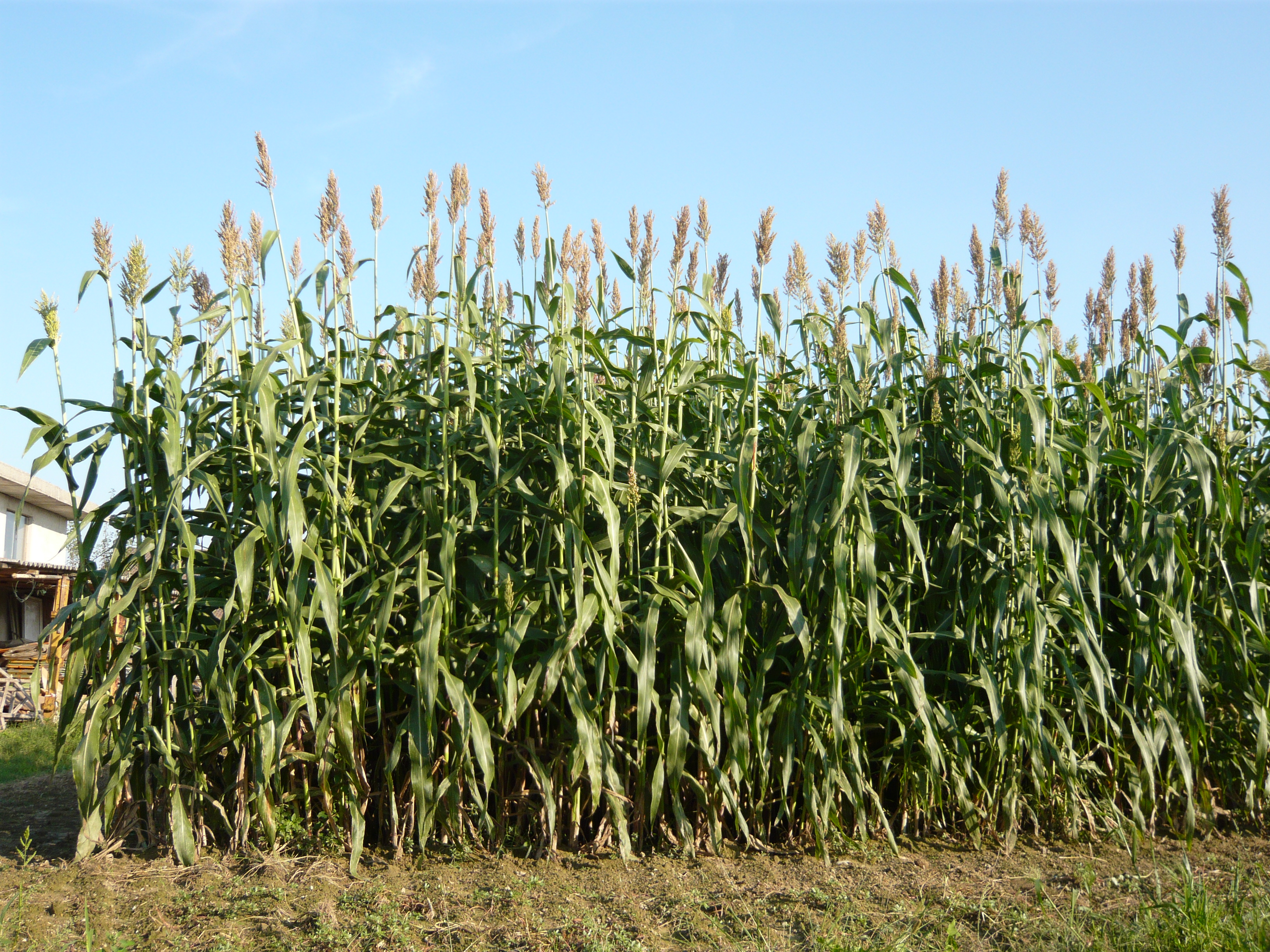 SORGO DA FORAGGIO 