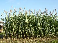 SORGO DA FORAGGIO 