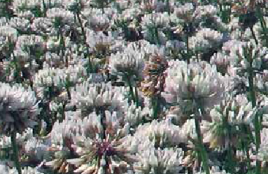 TRIFOGLIO BIANCO