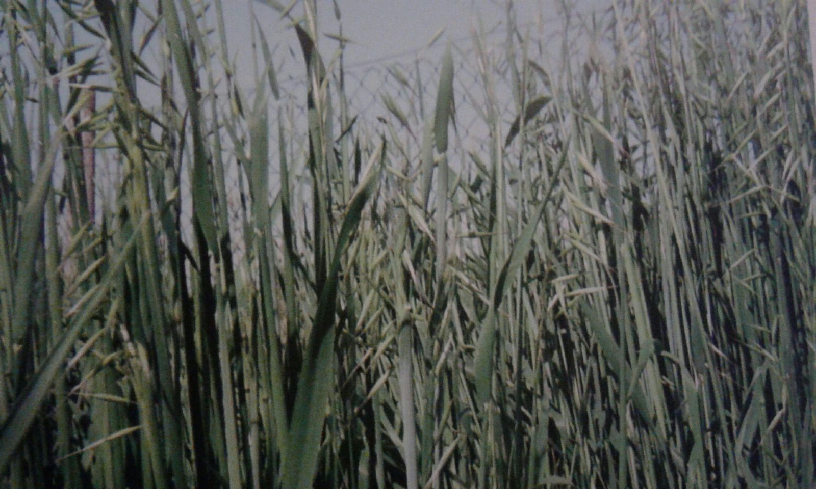 AVENA STRIGOSA