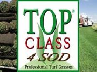 TOP CLASS 4 SOD