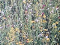 MISCUGLI PER LA BIODIVERSITA'