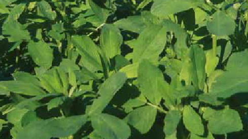 ERBA MEDICA
