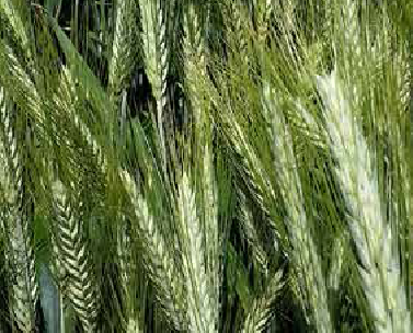 TRITICALE 