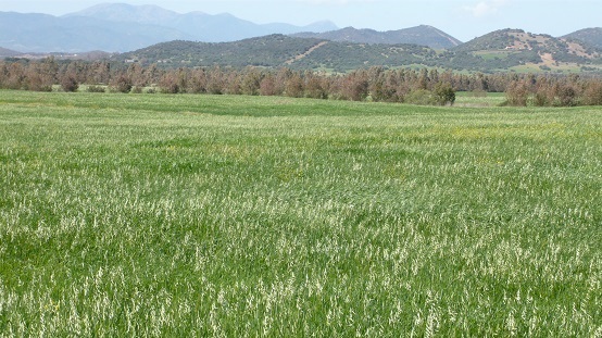 SEMENTI PER AGRICOLTURA