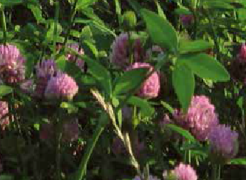 TRIFOGLIO VIOLETTO